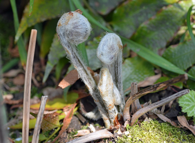 胞子葉芽出し1-2015wb.jpg