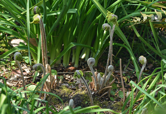 胞子葉芽出し2-2015wb.jpg