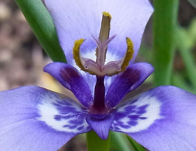 花粉6wb.jpg