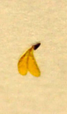 花粉塊1-2wb.jpg
