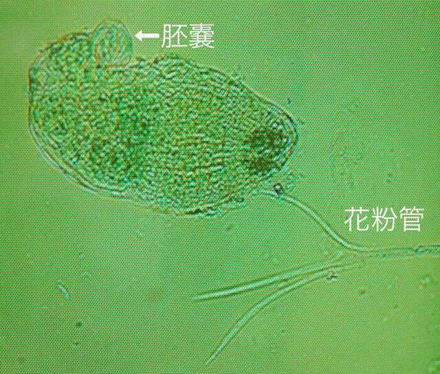 花粉管とLwb.jpg