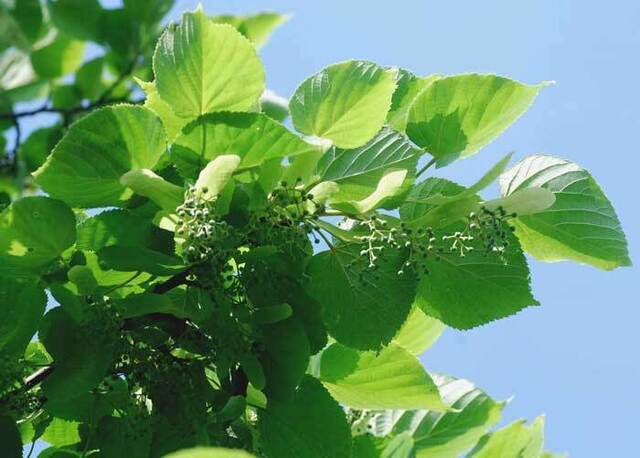 菩提樹蕾2wb3.jpg