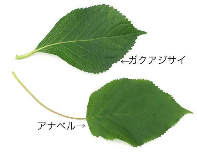 葉の比較@2wb.jpg