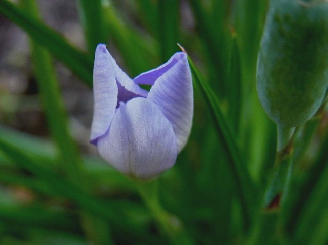 蕾05240720wb.jpg