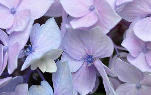 装飾花両性花1wb.jpg