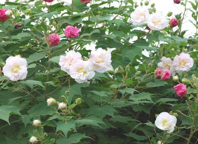 醉芙蓉0810071436wb2.jpg
