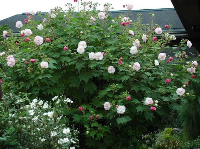 醉芙蓉08wb.jpg