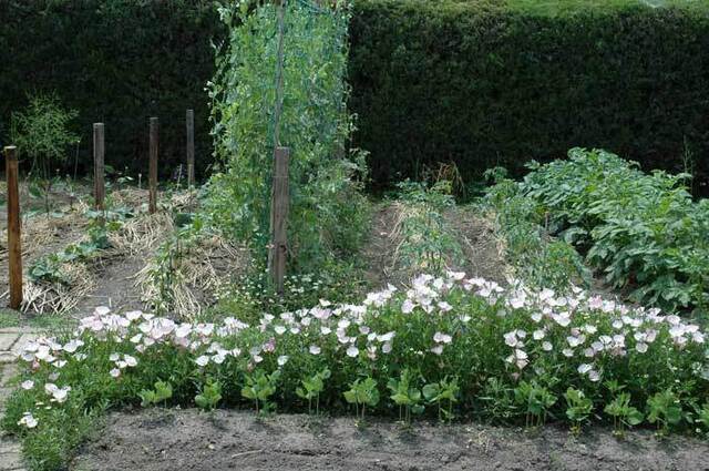 野菜植付けwb.jpg