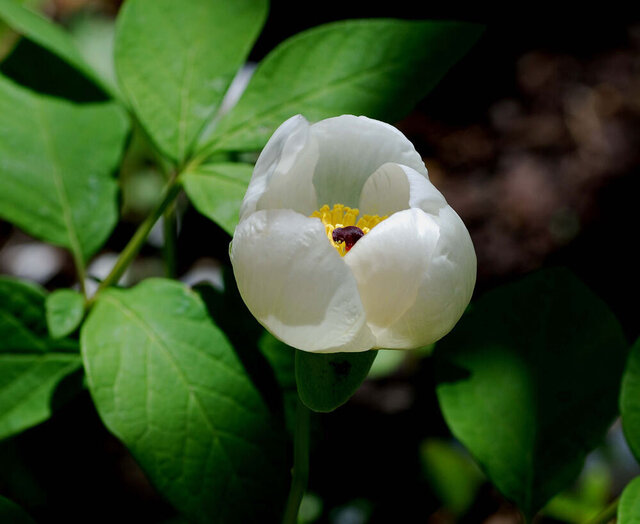 開花20110420-2wb.jpg