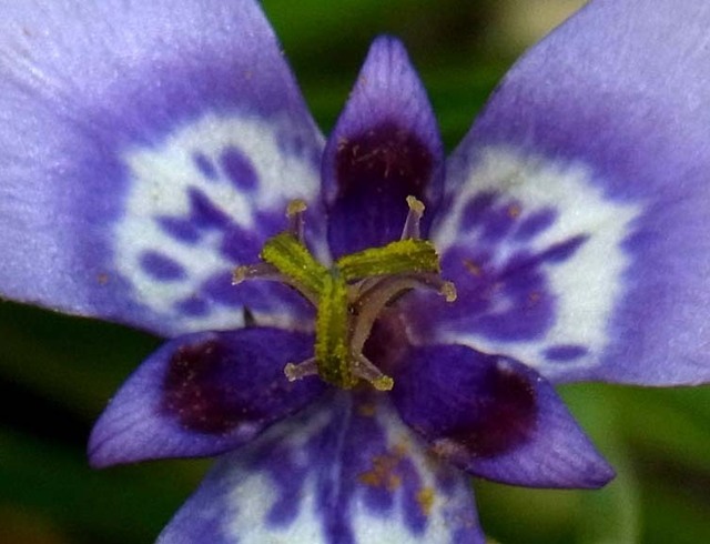 雄しべ花粉2wb2.jpg