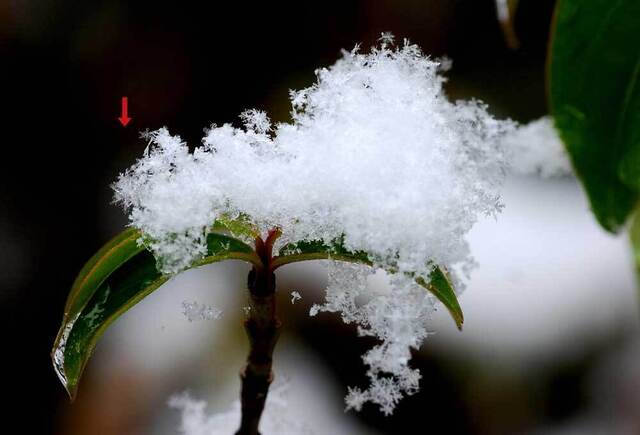 雪の結晶3wb1L.jpg