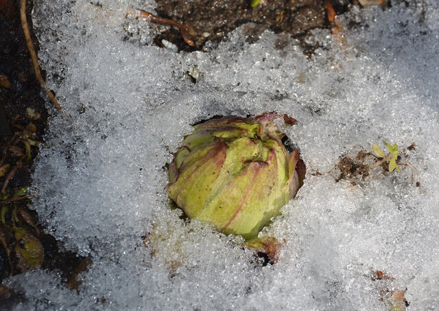 雪フキノトウ2014wb.jpg