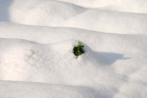 雪後のwb.jpg