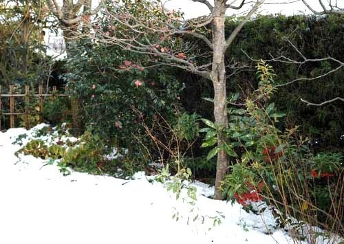 雪晴れワビスケwb.jpg