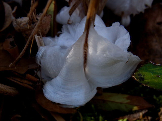 霜柱0127-2wb.jpg