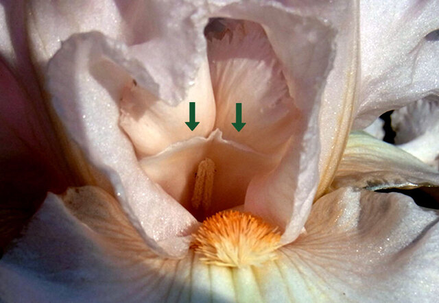 J-アイリス柱頭葯wb.jpg