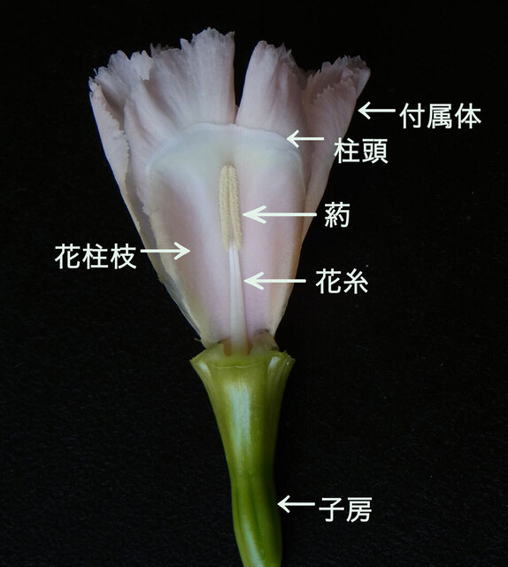 J-アイリス花芯文字wb.jpg